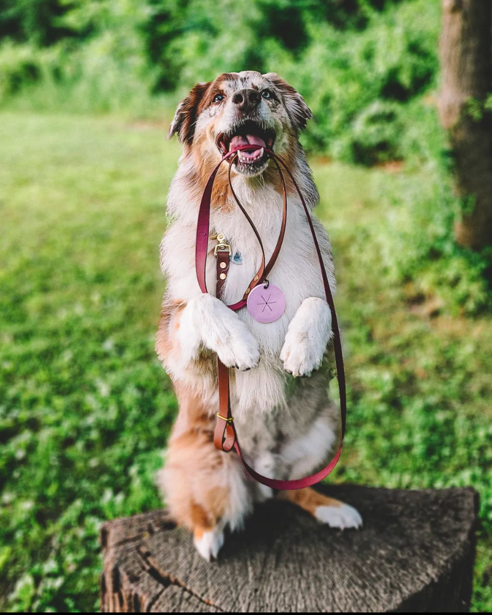 A white and black dog standing with two legs on a stump holding a leash in their mouth. 