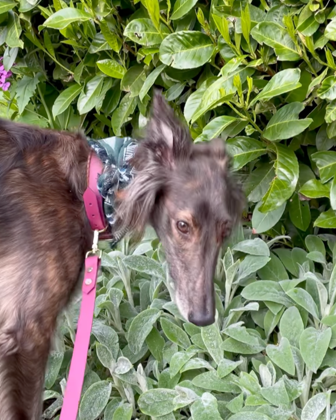 A whippet dog wearing a wine colored waterproof leash and collar set standing in front of a tall bush.